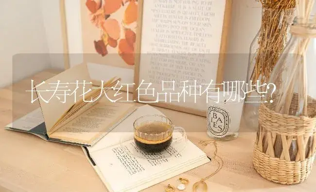 长寿花大红色品种有哪些？ | 多肉养殖