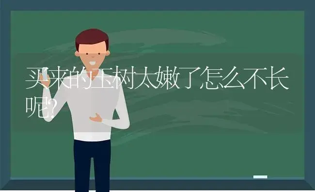 买来的玉树太嫩了怎么不长呢？ | 多肉养殖