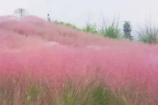 粉黛子的花语 粉黛子的寓意