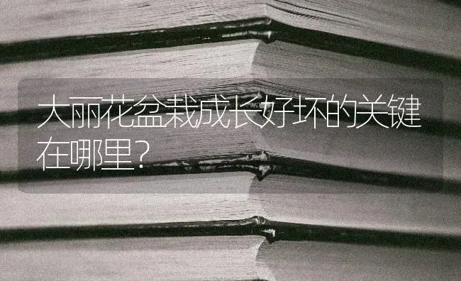 大丽花盆栽成长好坏的关键在哪里？ | 特种种植