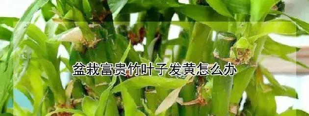 盆栽富贵竹叶子发黄怎么办