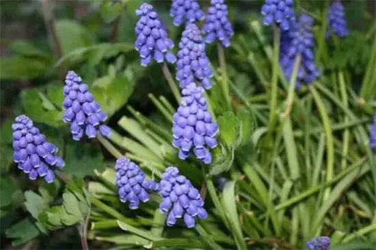 葡萄风信子的花语和传说，悲伤的记忆/忧郁的爱