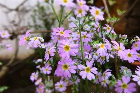 小雏菊颜色不同花语，小雏菊的花语大全