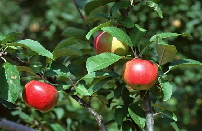 苹果水裂纹出现 因素及防治和治疗