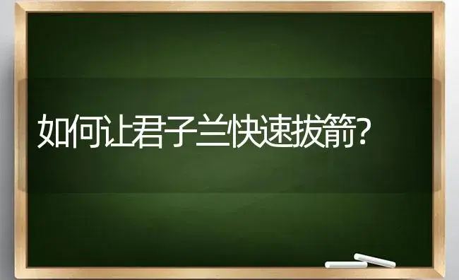 如何让君子兰快速拔箭？ | 绿植常识