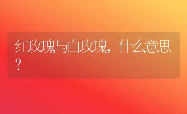 红玫瑰与白玫瑰，什么意思？ | 绿植常识