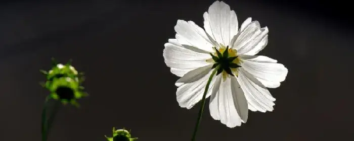 白色格桑花的花语有哪些？