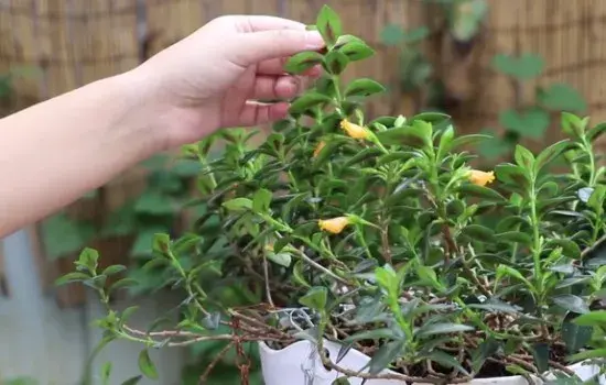 花卉果蔬盆景 | 金鱼吊兰喜阴还是喜阳