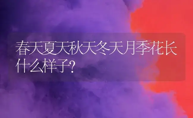 春天夏天秋天冬天月季花长什么样子？ | 绿植常识