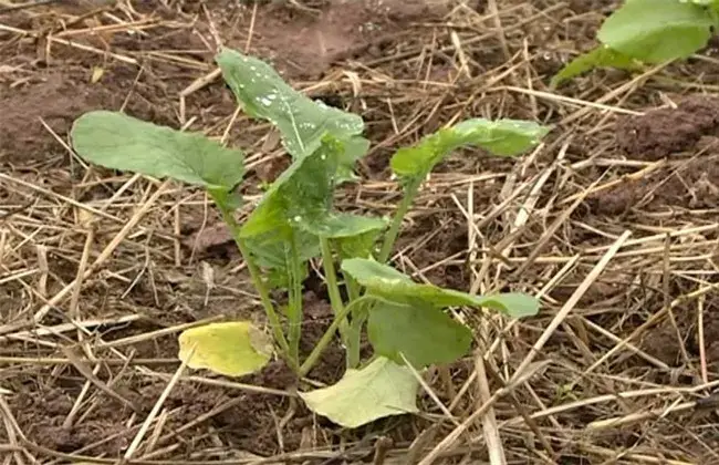 油菜死苗的 因素与防治和治疗