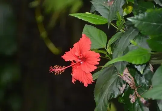 朱槿花的花语是什么，朱槿花的传说故事/微妙的美