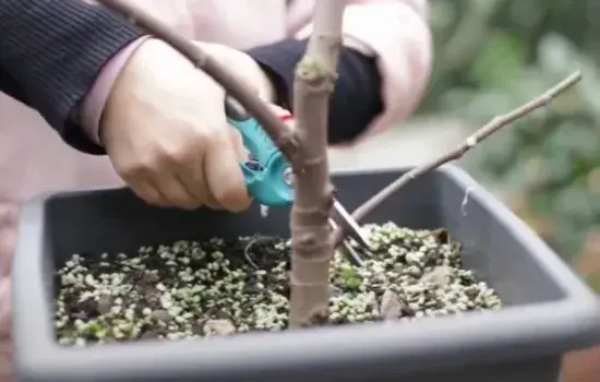 盆栽修剪 | 无花果僵果结果少 或因修剪没做好