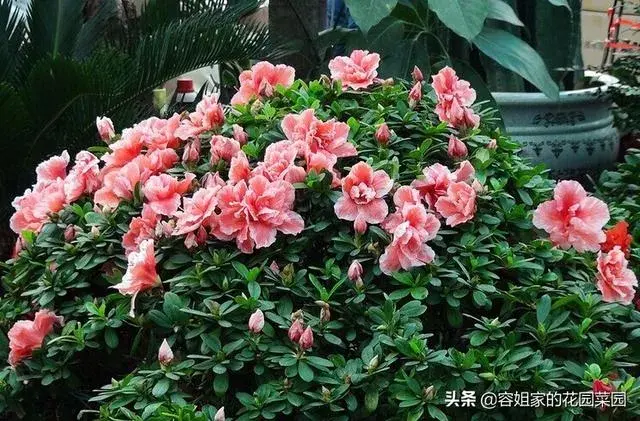 杜鹃花开花时怎样护理？