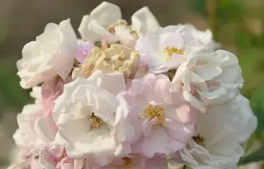 蔷薇花是月季花吗