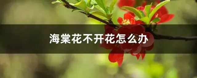 海棠花儿为什么不会自己开？