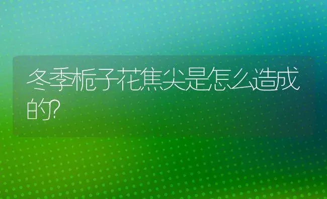 冬季栀子花焦尖是怎么造成的？ | 绿植常识