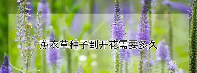 薰衣草种子到开花需要多久