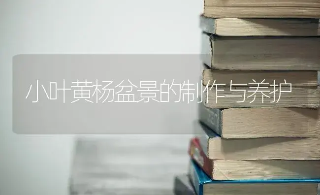 小叶黄杨盆景的制作与养护 | 特种种植