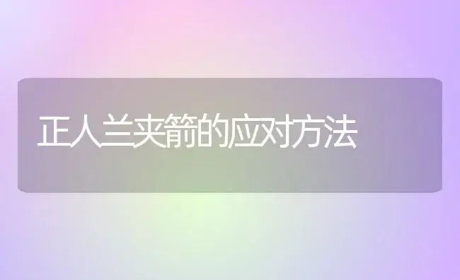 正人兰夹箭的应对方法 | 家庭养花