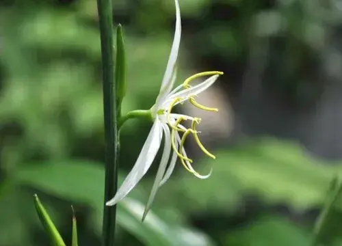 表示思念的花 花语是思念的花