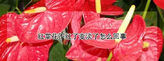 红掌花不红了变淡了怎么回事