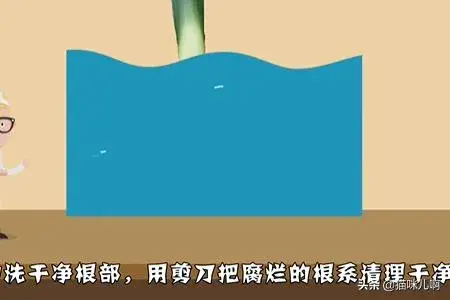 君子兰烂根处理？