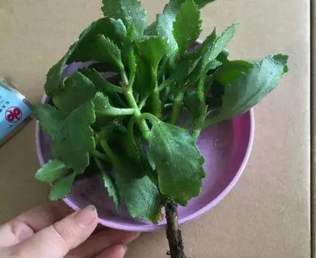 长寿花长气根叶片发软怎么办？