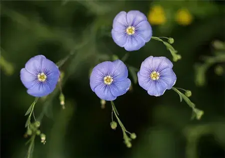 蓝亚麻的花语和传说