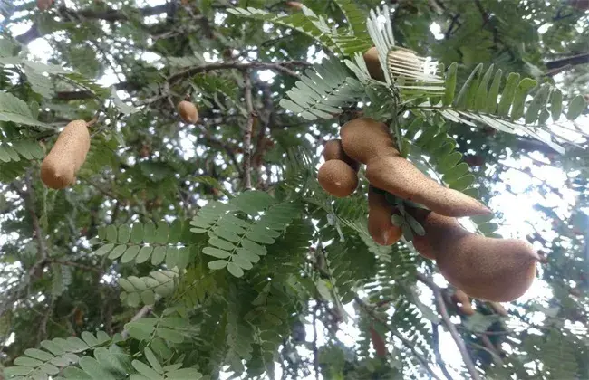 酸角栽培的堤防事项有哪些