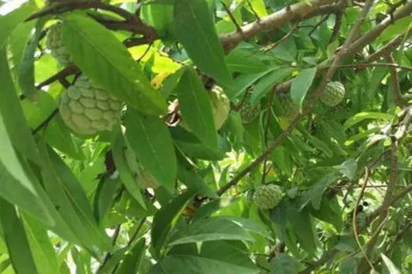 番荔枝栽培几年能够结果？什么时候栽培比较好？有哪些办法？