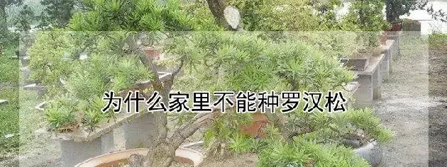 为什么家里不能种罗汉松