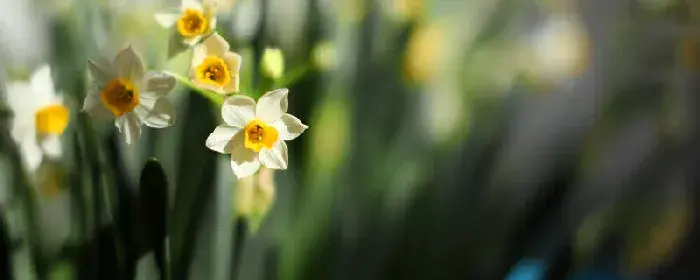 水仙花语是什么意思 水仙花语究竟是什么意思呢