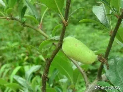 海棠与梅花的区别是什么？