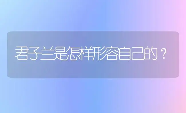 君子兰是怎样形容自己的？ | 绿植常识