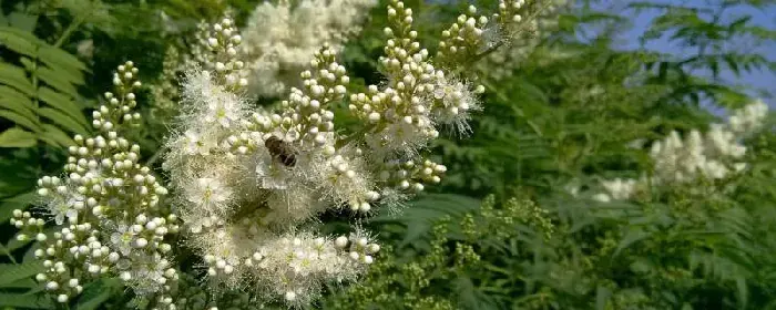 小米花花语：开心喜悦，重见光明