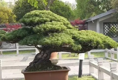 海派盆景 | 海派盆景：师法自然、潇洒飘逸、不拘一格