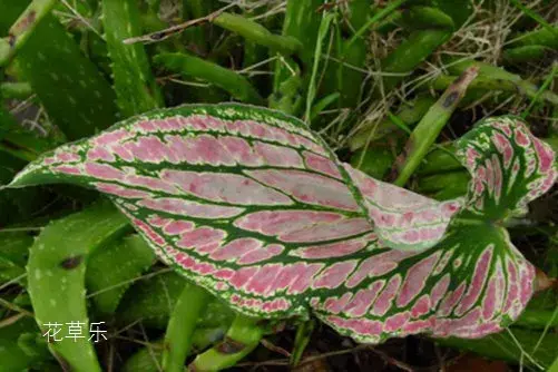 花花叶叶，花叶芋的花语有哪些？