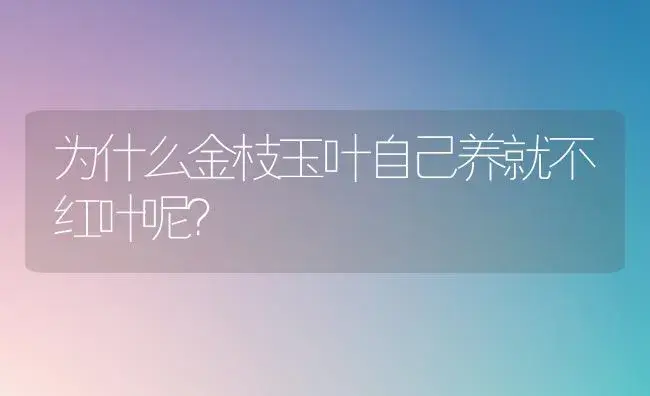 为什么金枝玉叶自己养就不红叶呢？ | 多肉养殖