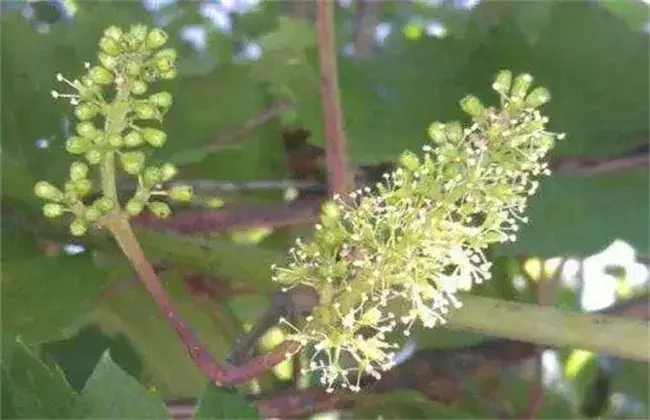 葡萄花序小该怎么办