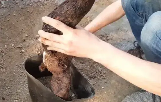 盆景养护管理 | 胡颓子下山桩没有根能养活吗