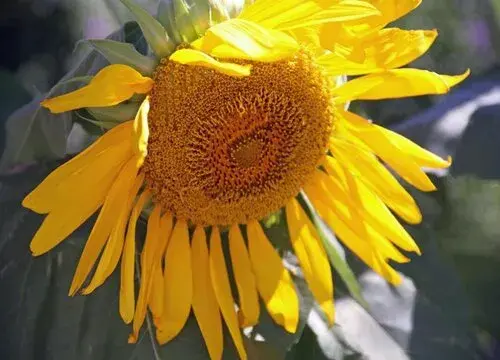 表示祝愿的花 花语是祝愿的花有哪些？