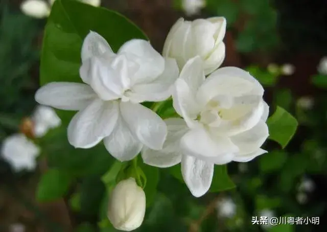 怎么让茉莉花快速发芽？