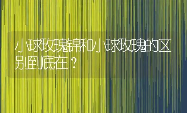 小球玫瑰锦和小球玫瑰的区别到底在？ | 多肉养殖