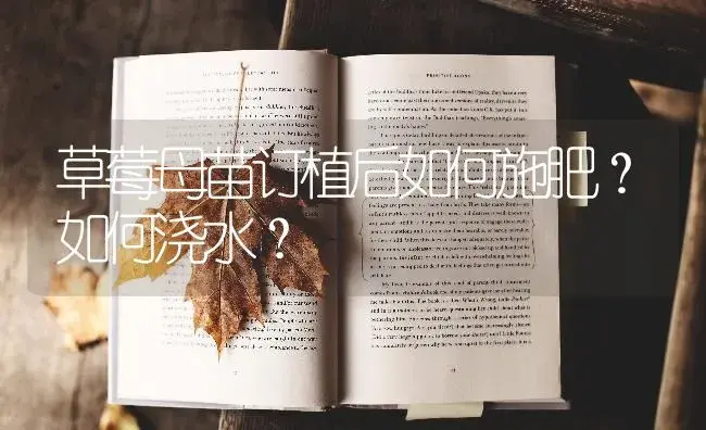 草莓母苗订植后如何施肥？如何浇水？ | 果木种植