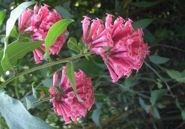 瓶儿花的花期，瓶儿花的花语