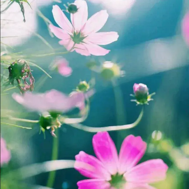 樱花草的花语，樱花草常见病虫害防治