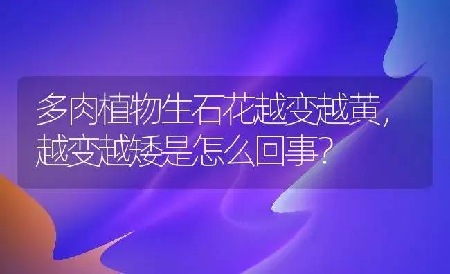 多肉植物生石花越变越黄,越变越矮是怎么回事？ | 多肉养殖