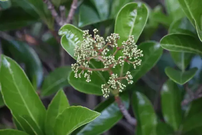 石楠花的花语和寓意