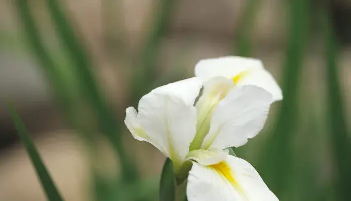 紫色鸢尾花花语是绝望的爱吗 紫色鸢尾花花语到底是绝望的爱吗