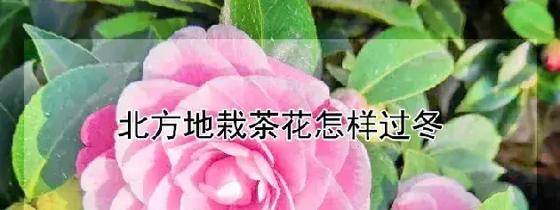 北方地栽茶花怎样过冬